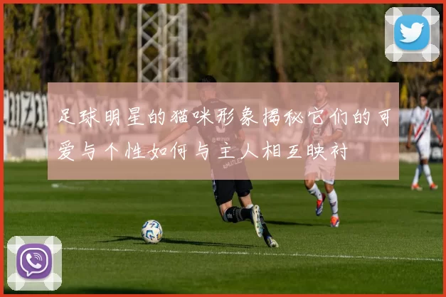 足球明星的猫咪形象揭秘它们的可爱与个性如何与主人相互映衬